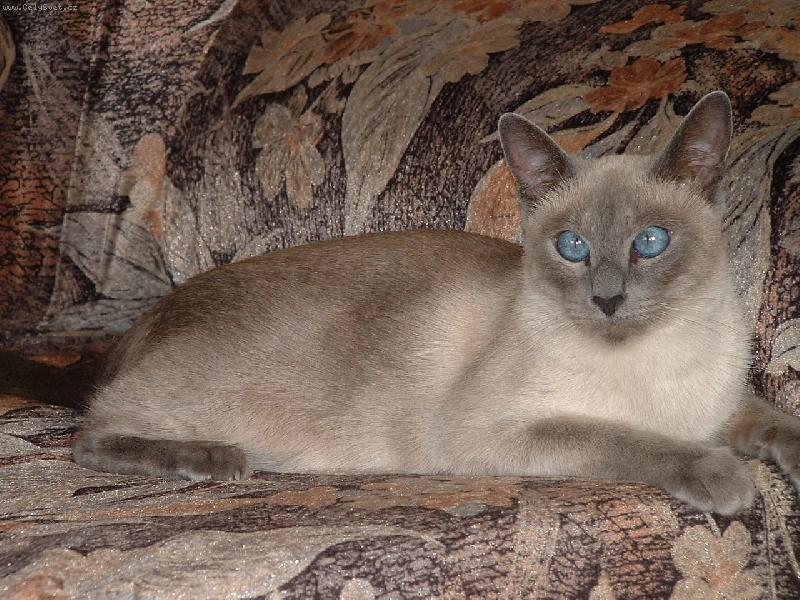 Foto: Splývání...-Sněhurka