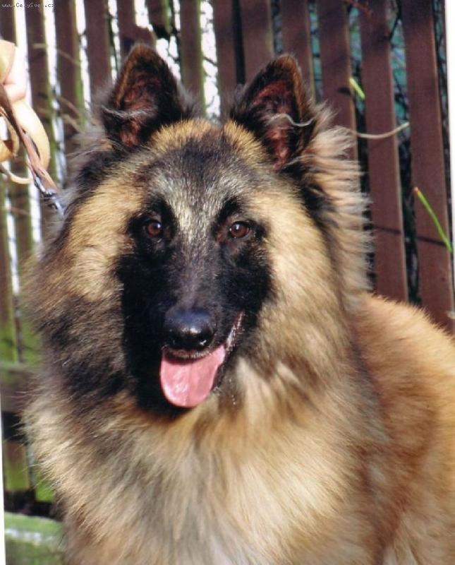 Foto: Belgický ovčák-Tervueren-Akim