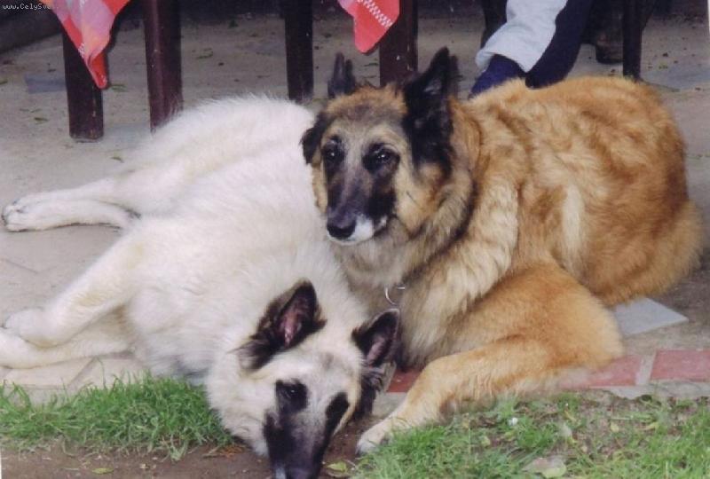 Foto: Belgický ovčák-Tervueren a Bílá Gris-Aicha a Jessi