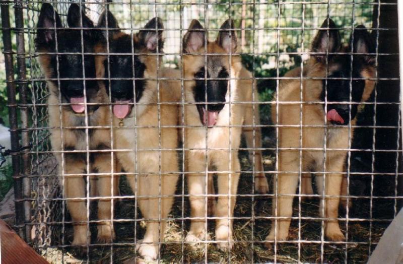 Foto: Belgický ovčák-Tervueren-Lonský vrh