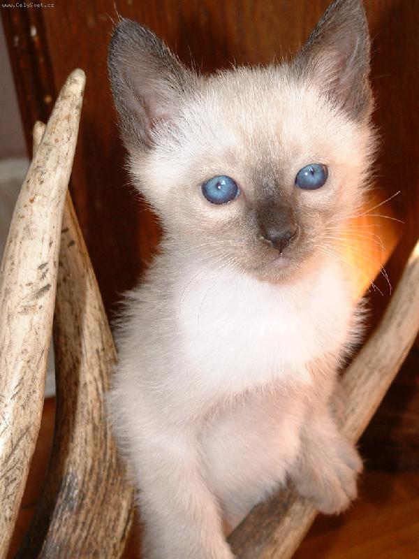 Foto: Čí jsou to parohy???