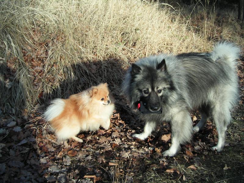Foto: Kamarádi v lese-Ben a Miki
