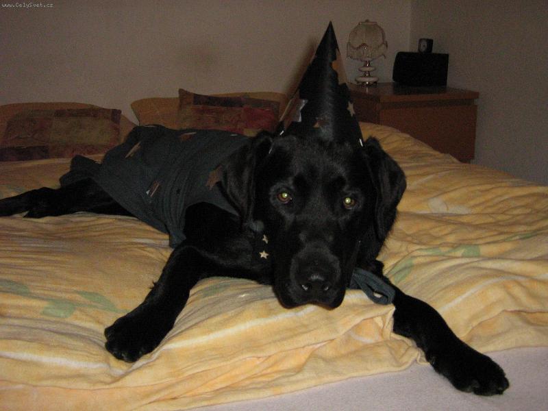 Foto: sluší mi to?-labrador - parádník