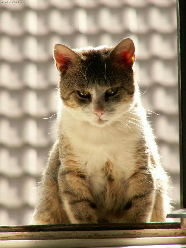 Foto: Vikin-Portr�t v okn�