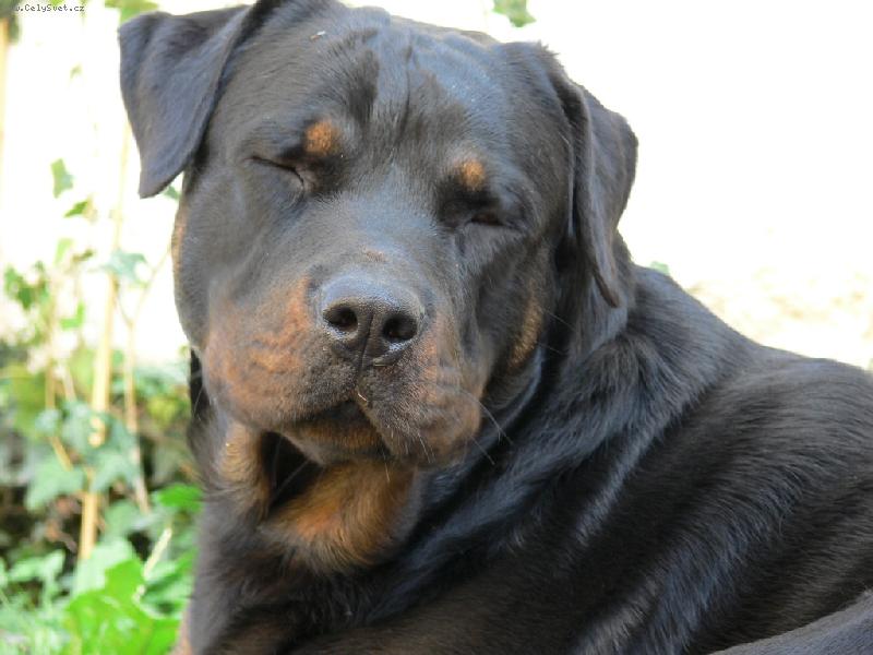 Foto: Unavený po procházce