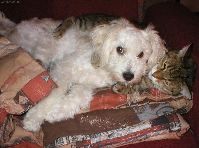 Foto: Idefix-Přátelé