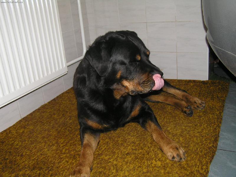 Foto: Mňam, piškotky mam rad!-Arthur