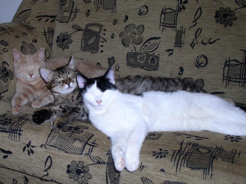 Foto: Tři bratři-Takhle vegetí naši tři kocourci - jako jeden muž