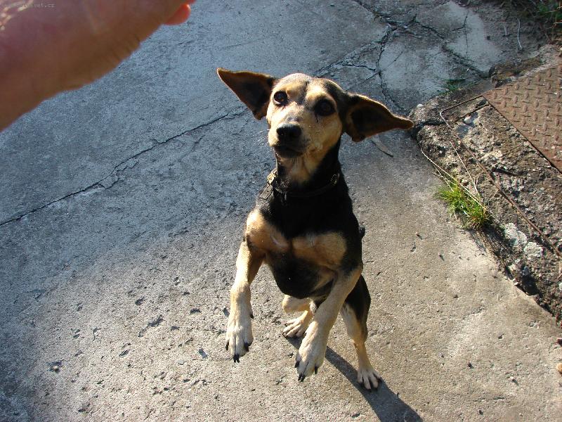 Foto: Bobe bude bašta