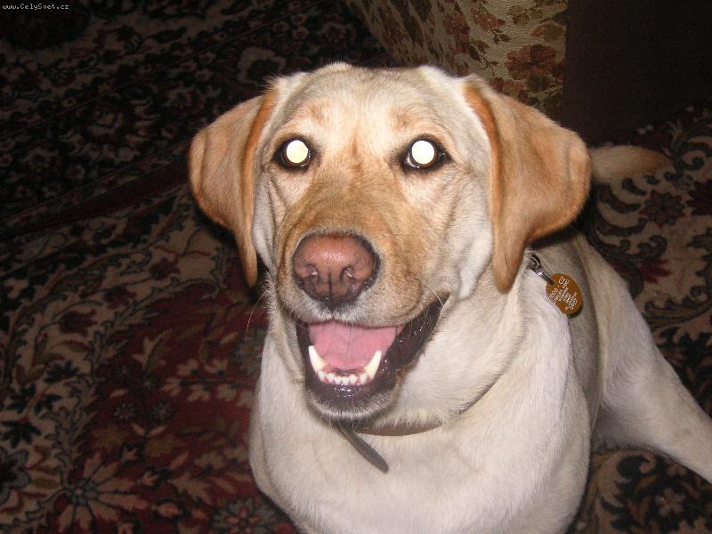 Foto: Bellinky úsměv-Jéé to mi dáš???