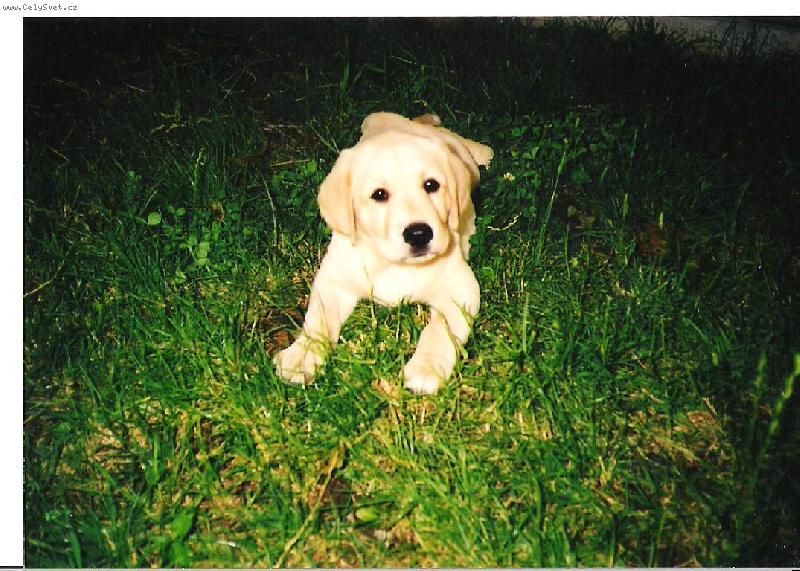 Foto: Psí miminko