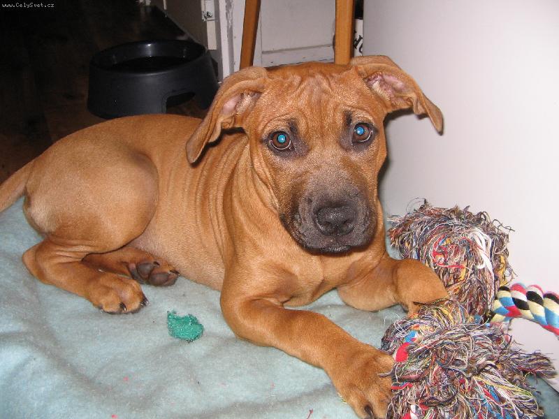 Foto: pittbul zabiják-to je naše Sheella