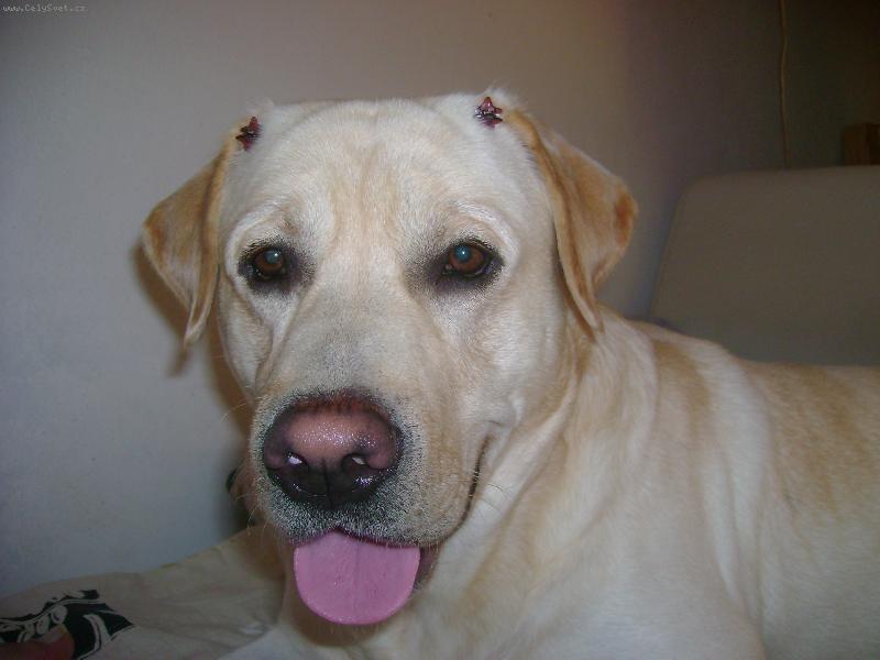 Foto: Charlie ako slecna-rad sa paradi