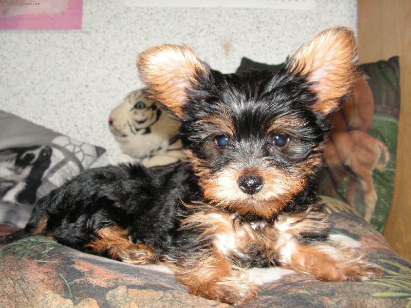 Foto: Jorkšírek Sárinka-Tak to jsem já: Jorkšírka Sára