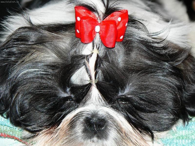 Foto: maličká kráska