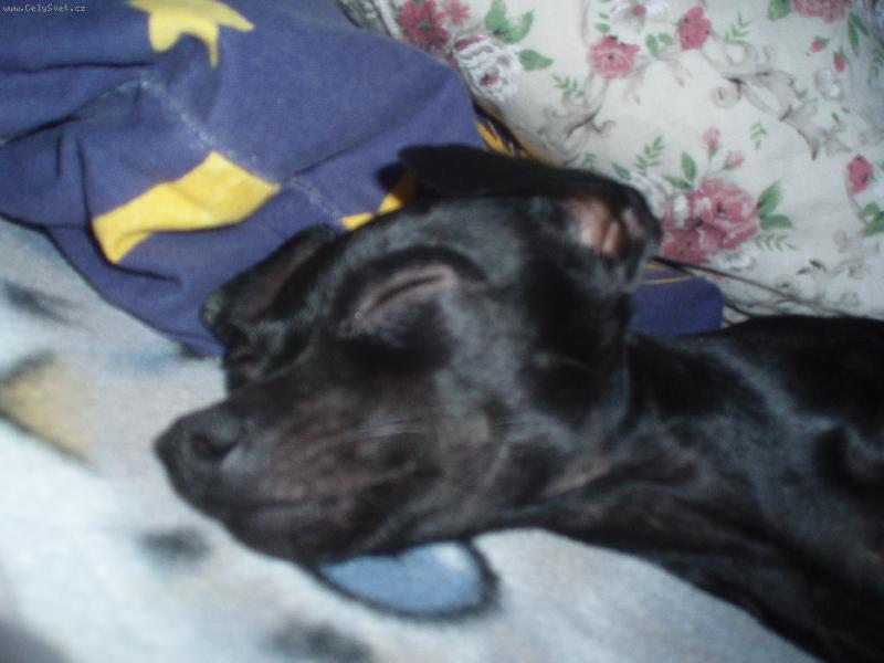 Foto: Kessynka-Kessynka si šla hodit šlofíka :)