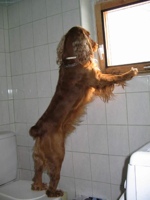 Foto: Výhled-- zase mě nechali doma...