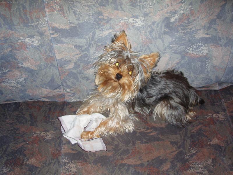 Foto: Terinka.-Ukořistěný páníčkovo kapesník!