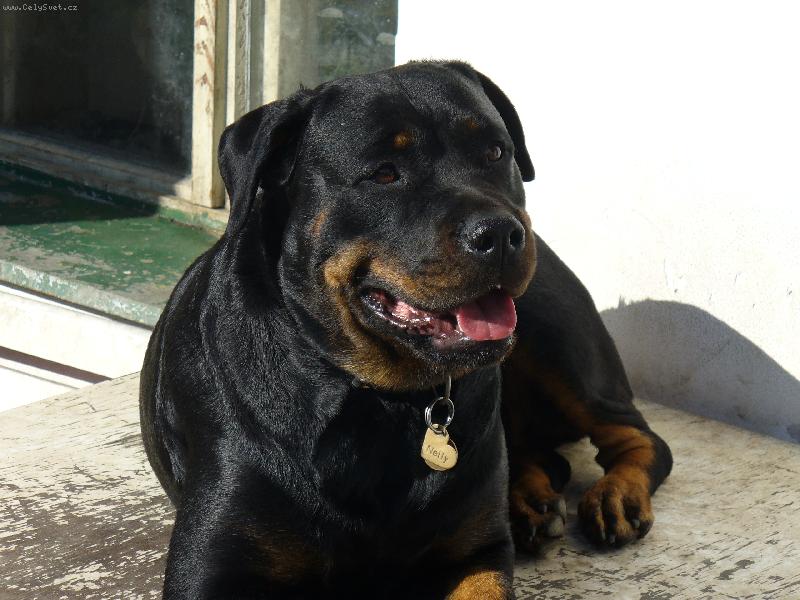 Foto: Nellynka-Tady mám nejlepší rozhled na můj ranč