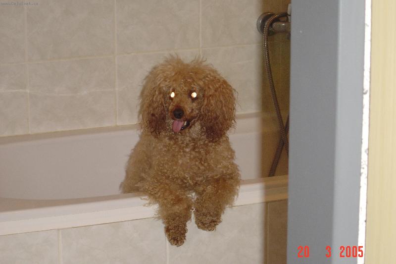 Foto: Beňulka-Beníček, má láska,který bohužel už není mezi námi.