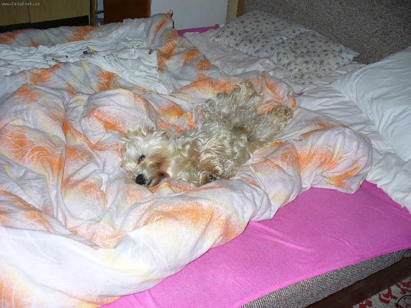 Foto: Benníček-Takhle se odpočívá nejlépe...........
