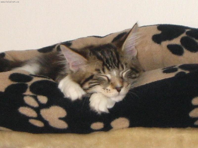 Foto: Matýsek-Nejhodnější jsem když spím