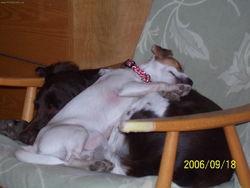 Foto: odpolední siesta-Jack Russell a Malý münsterland