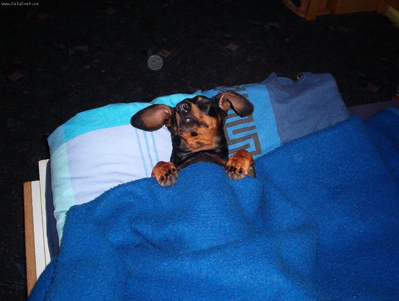 Foto: nerušit, odpočívá!-.....čumáček odpočívá:)