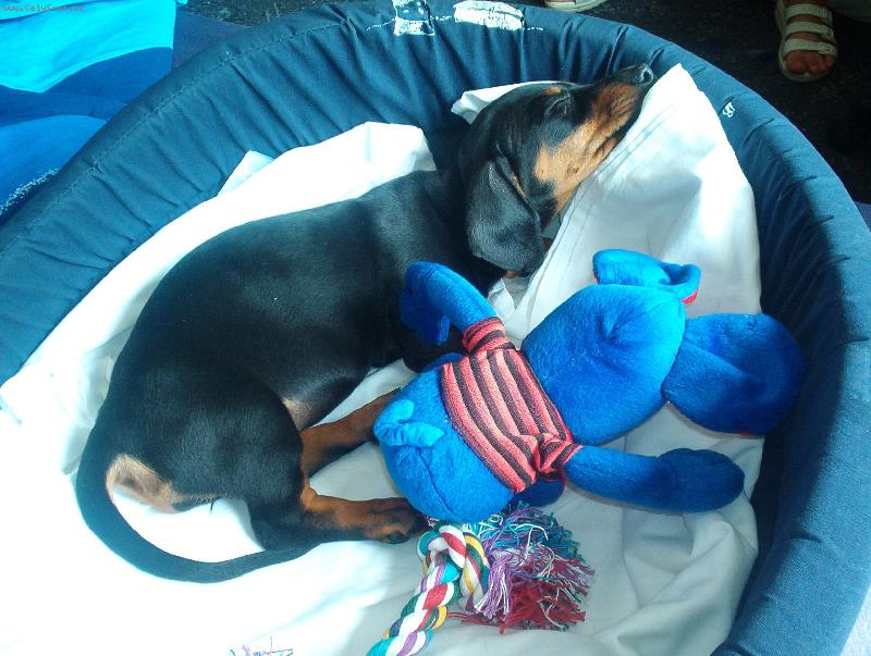 Foto: nový kamarád v novém domově