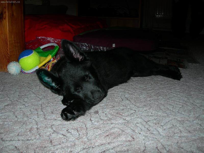 Foto: Andílek-Nechávám si zdát o tom, jak všem jednou vytřu zrak :)