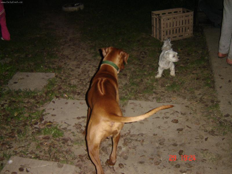 Foto: Didier Fontanesia-boj s kámošem Tazmanem