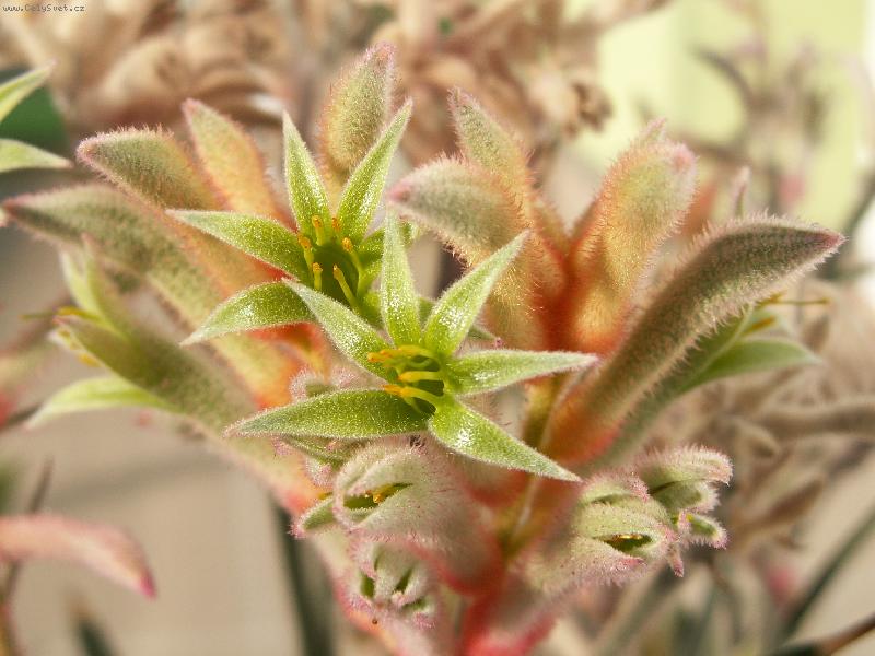 Foto: Kangaroo Paw