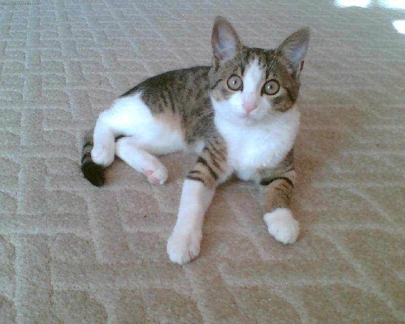 Foto: Naše Čičina