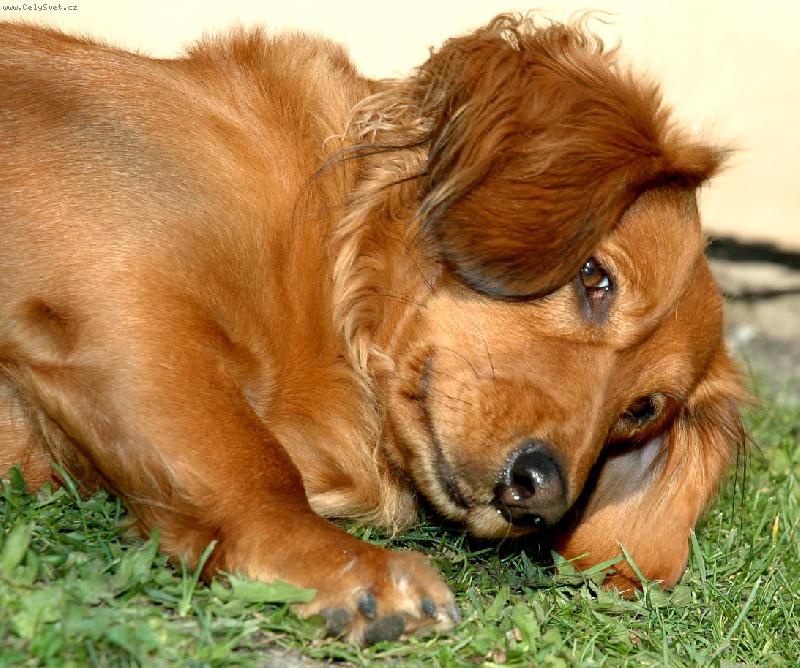 Foto: Zuzanka-v dobrém rozmaru....