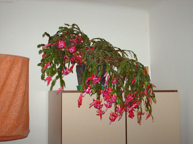 Foto: Vánoční kaktus-venku zima...ale on každý rok spolehlivě vykvete