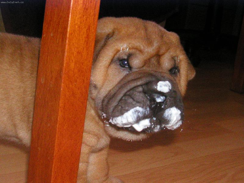 Foto: "Přeci mi tu dobrotu nechceš utřít!"-Jedno z našich štěňat po konzumaci tvarohu.