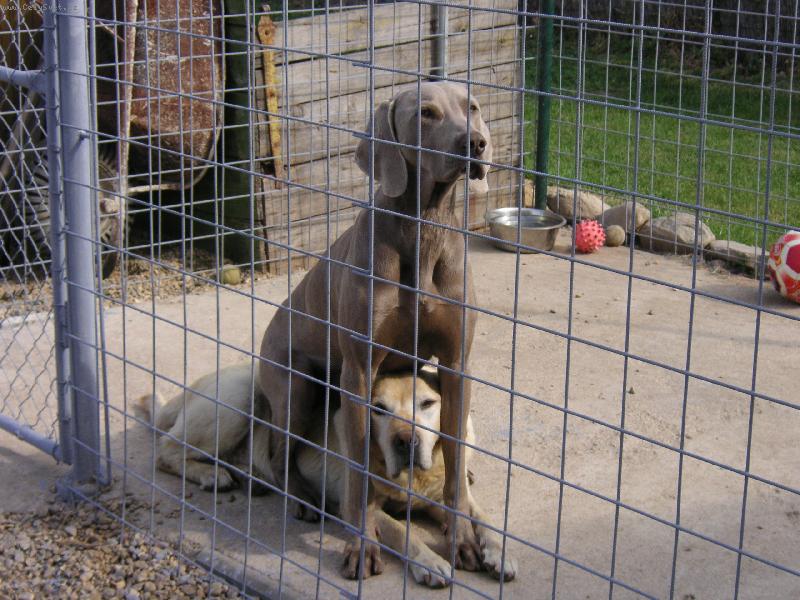 Foto: Není nad pohodlí-Psí kamarádi