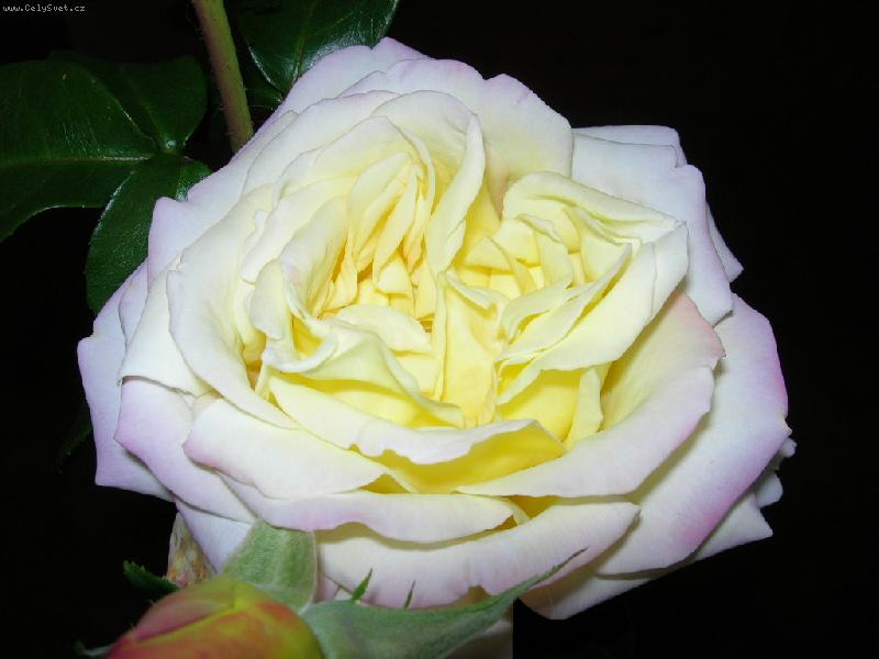 Foto: Růže-Růže od miláčka