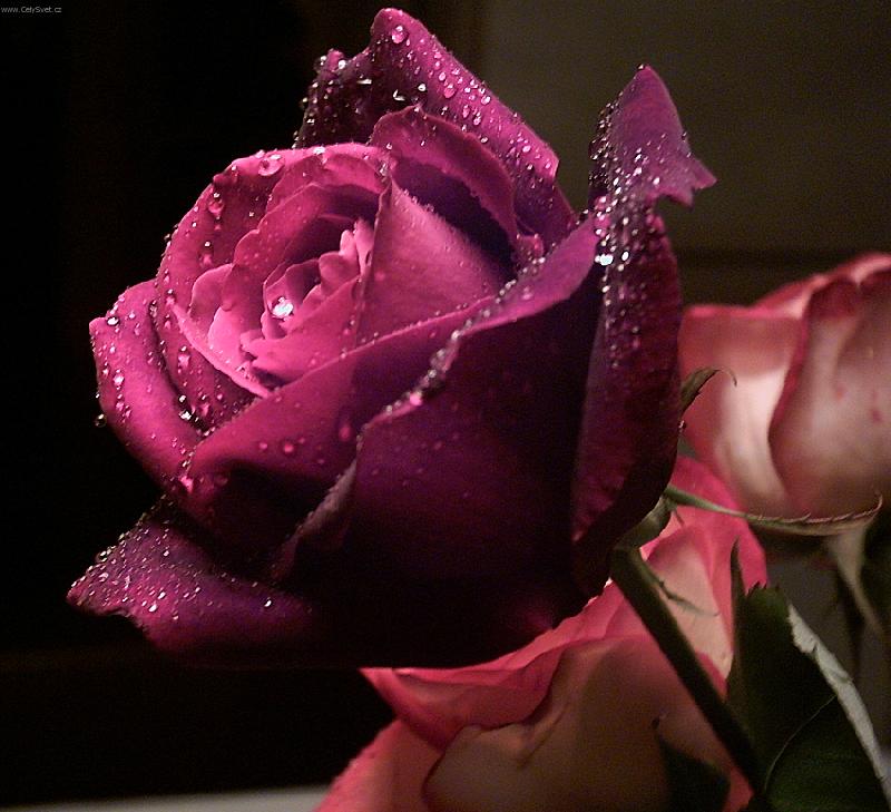 Foto: Rosa-Vlastní dílo bez zoomu!