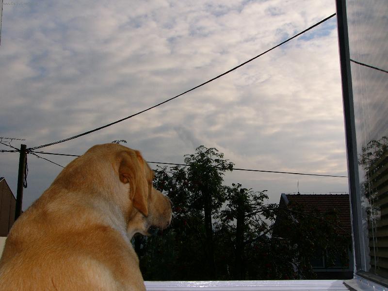 Foto: Tak mám jít ven, nebo nemám-Iggy se kouká z okna, zda nebude pršet