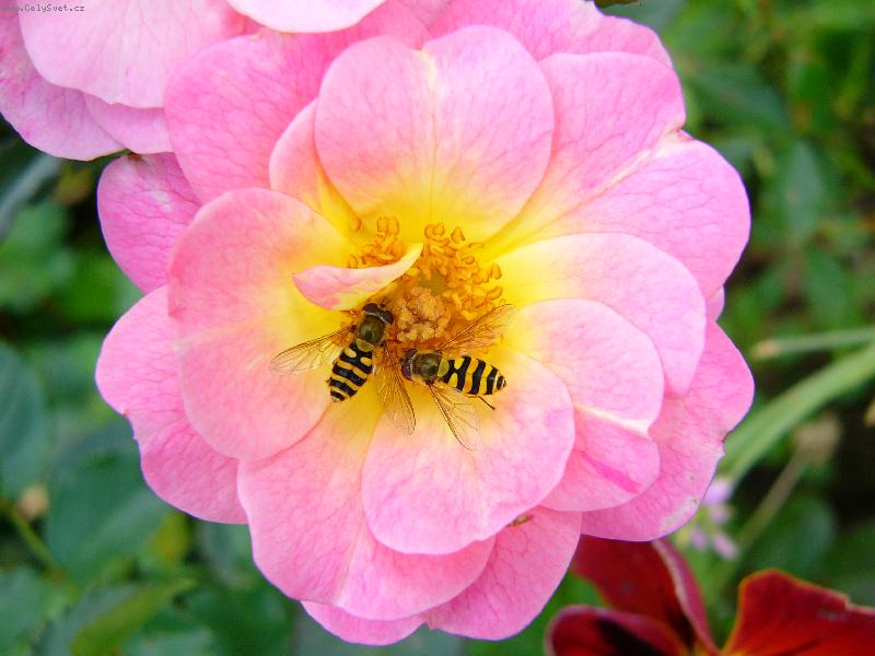 Foto: odpolední siesta