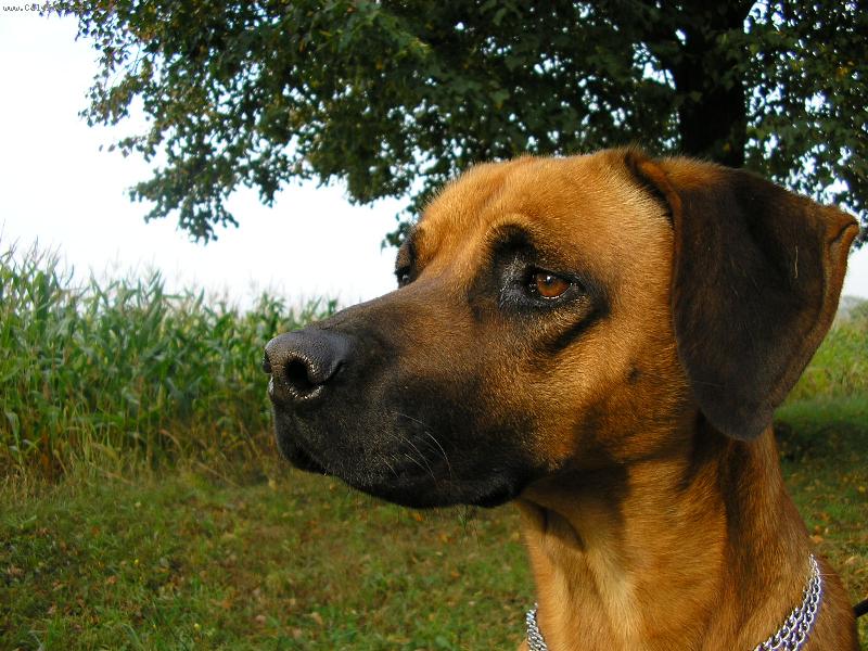 Foto: Pozorování okolí-neupravená