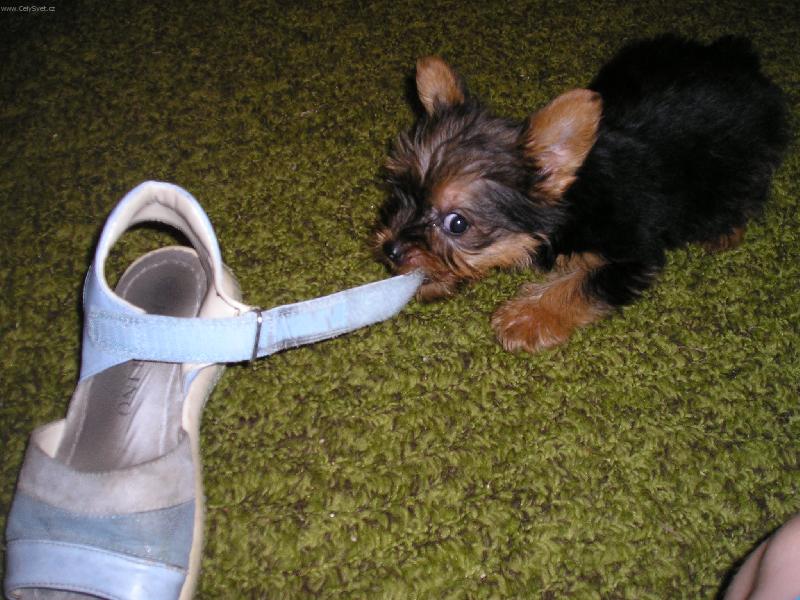 Foto: Sakra ona mě viděla.-Náš mazlík