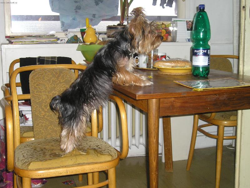 Foto: Neni tam pečené kuře?-Andýsek