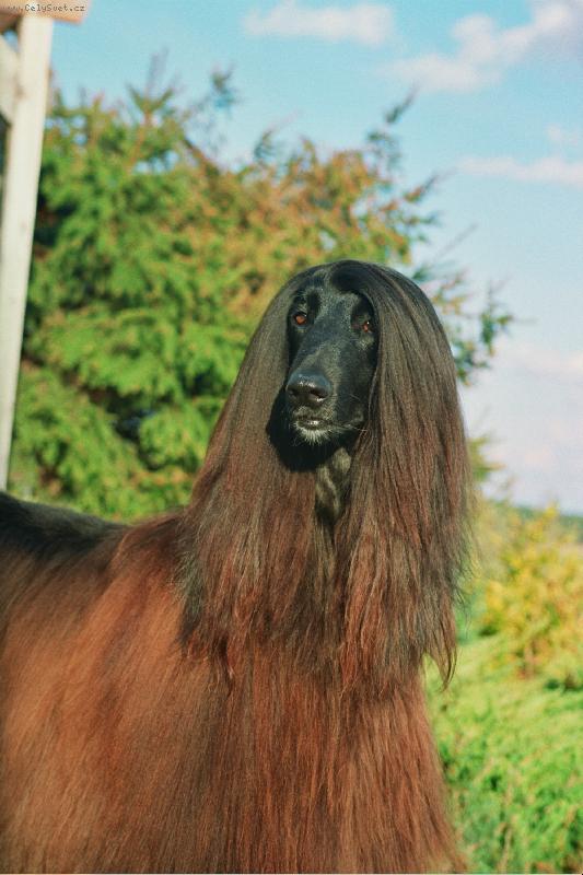 Foto: Mastík-kam se mě ta kočka schovala?Já jí však najdu!