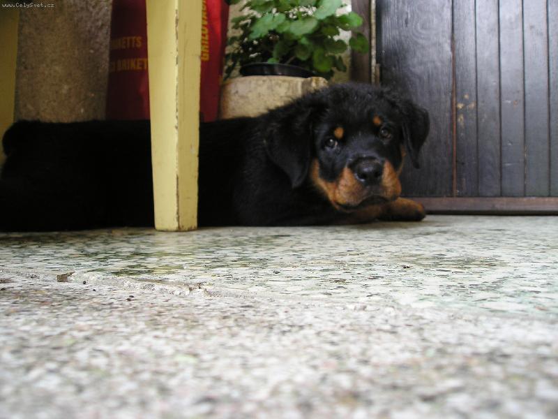 Foto: ostrý hlídač