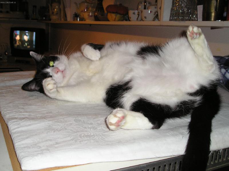 Foto: Kuk-Náš kocorek Tomáš