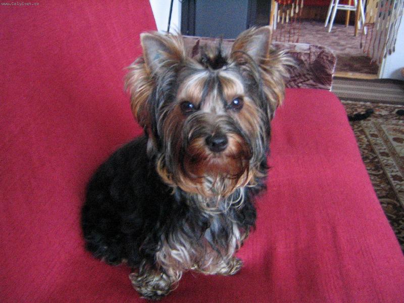 Foto: naše zlatíčko