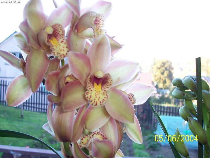 Foto: Cymbidium