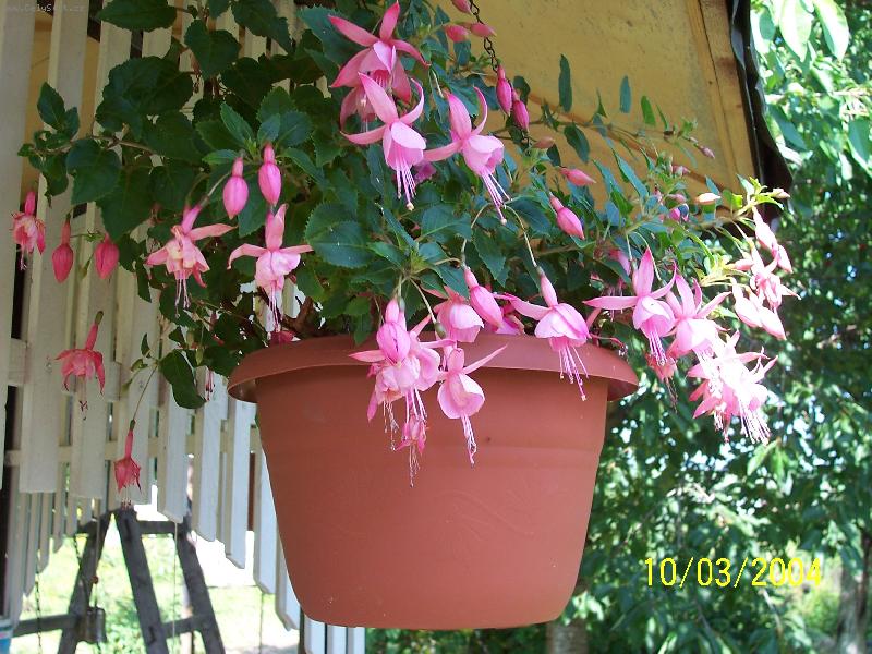 Foto: růžová princezna